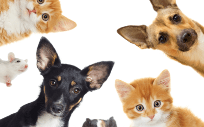 What Happens to Your Pets During a Divorce in Tennessee?