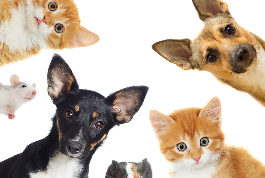 What Happens to Your Pets During a Divorce in Tennessee?